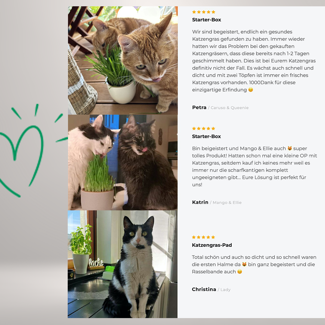 Katzengras Das sagen Kunden