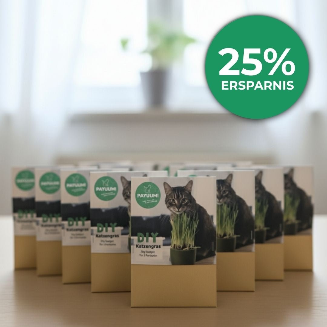 DIY Katzengras - Payuumi