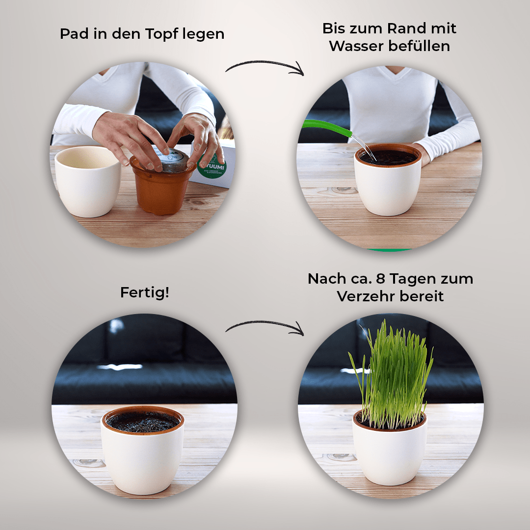 Katzengras 5er - Wohlfühlpack - Payuumi