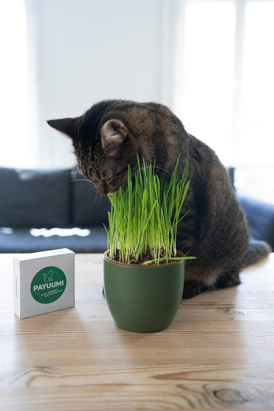 Brauchen Katzen Katzengras? - Payuumi