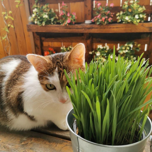 Die passende Sorte - Payuumi