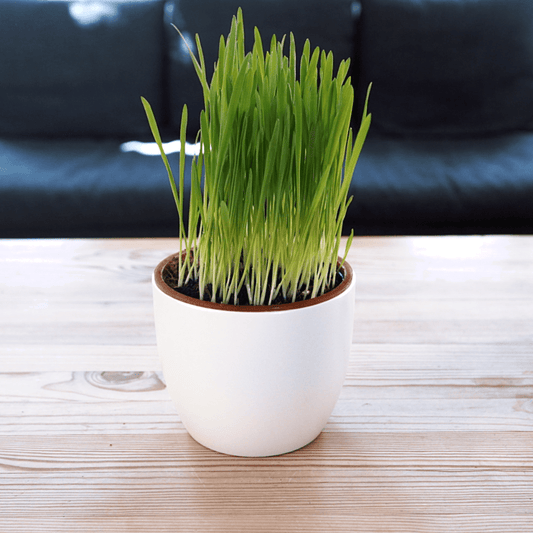 Katzengras: Was steckt dahinter – und warum lieben es Katzen so? - Payuumi