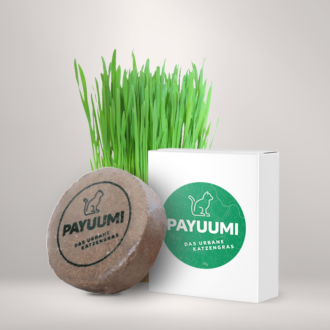 Katzengras-Pad Einzel