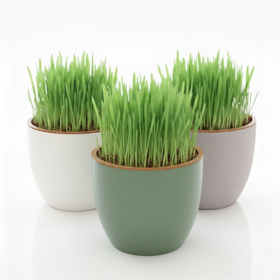 Payuumi Katzengras im Keramiktopf – frisches, regionales Katzengras für Katzen