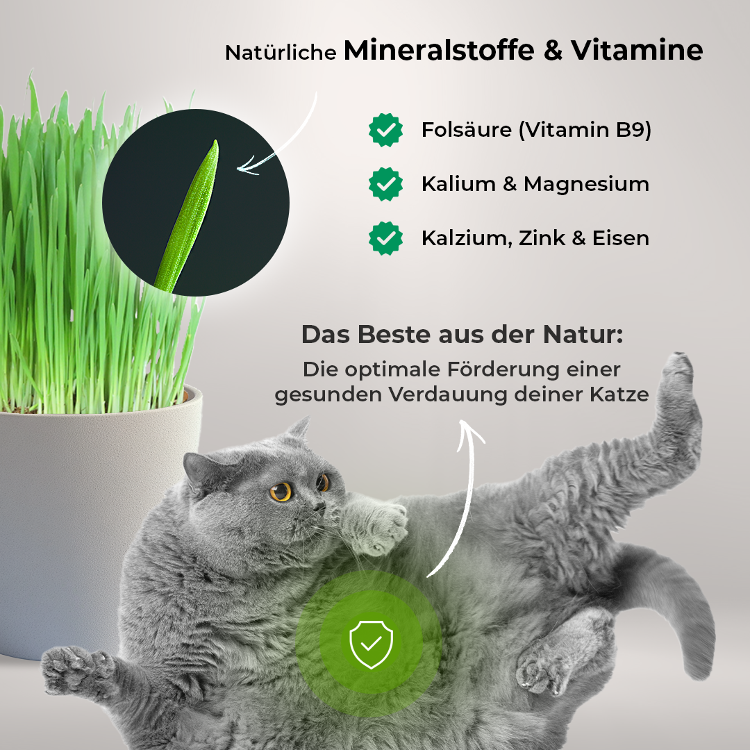 Katzengras Vorteile
