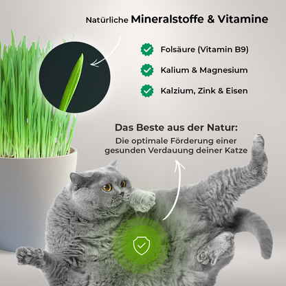 Katzengras Vorteile