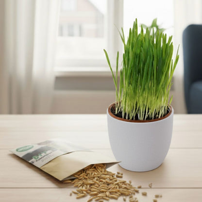 DIY Katzengras - Payuumi