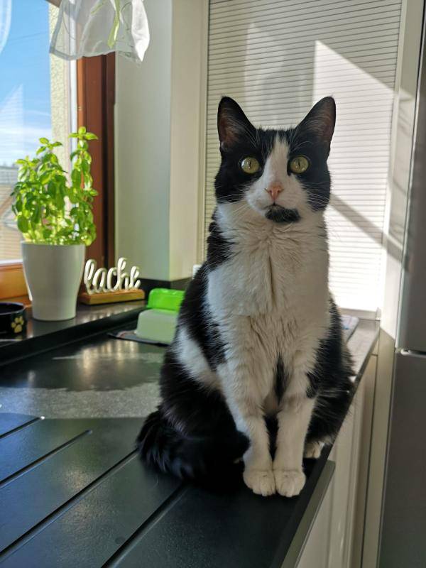 Payuumi Katzengras Bewertungen