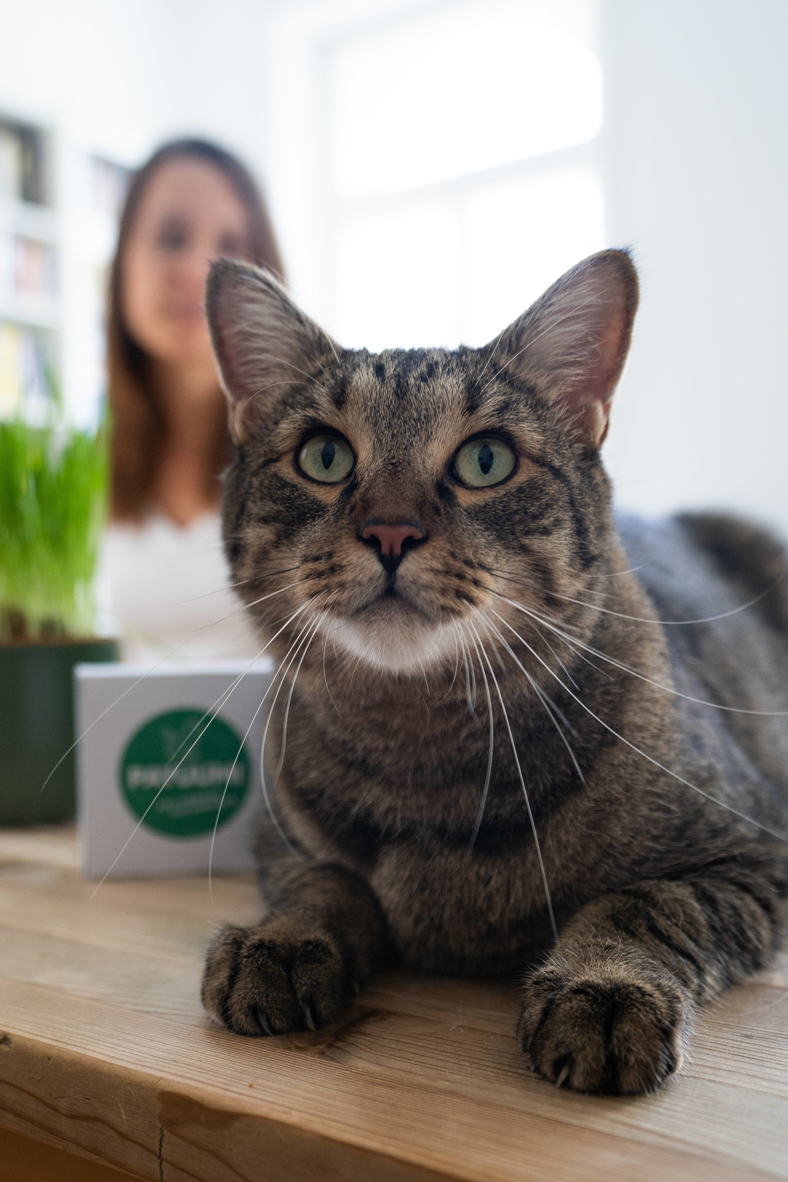 Payuumi, frisches Katzengras. Bio und regional.