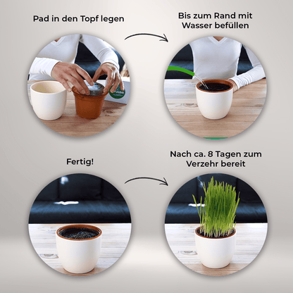 Katzengras 5er - Wohlfühlpack - Payuumi