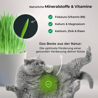 Katzengras 5er - Wohlfühlpack - Payuumi