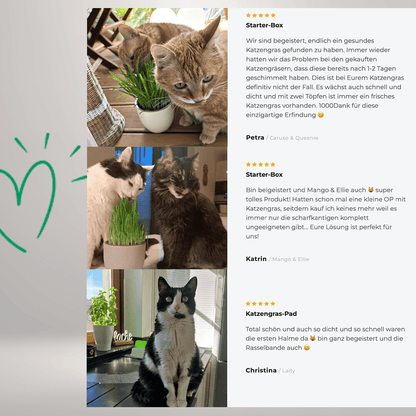 Katzengras - Pad - Payuumi