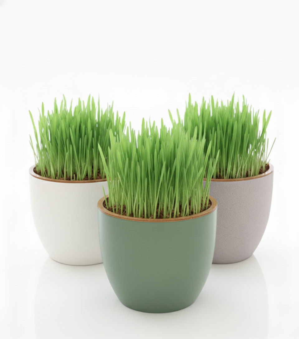 Payuumi Katzengras im Keramiktopf – frisches, regionales Katzengras für Katzen