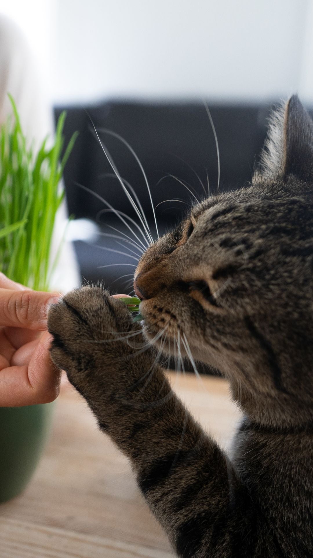 Payuumi Katzengras, nachhaltig, frisch, ohne Dünger - Natur pur