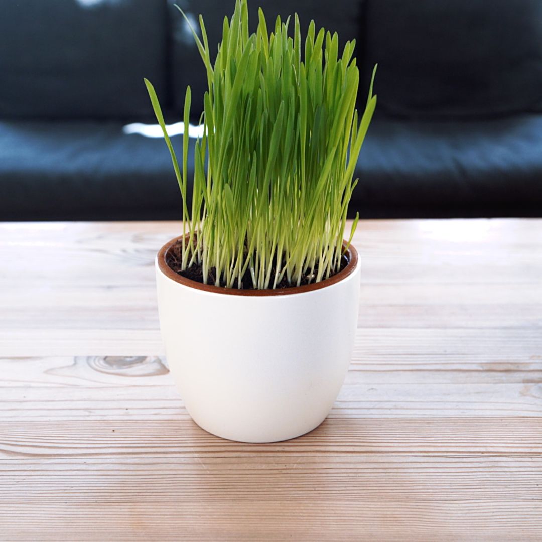 Payuumi Katzengras ausgewachsen