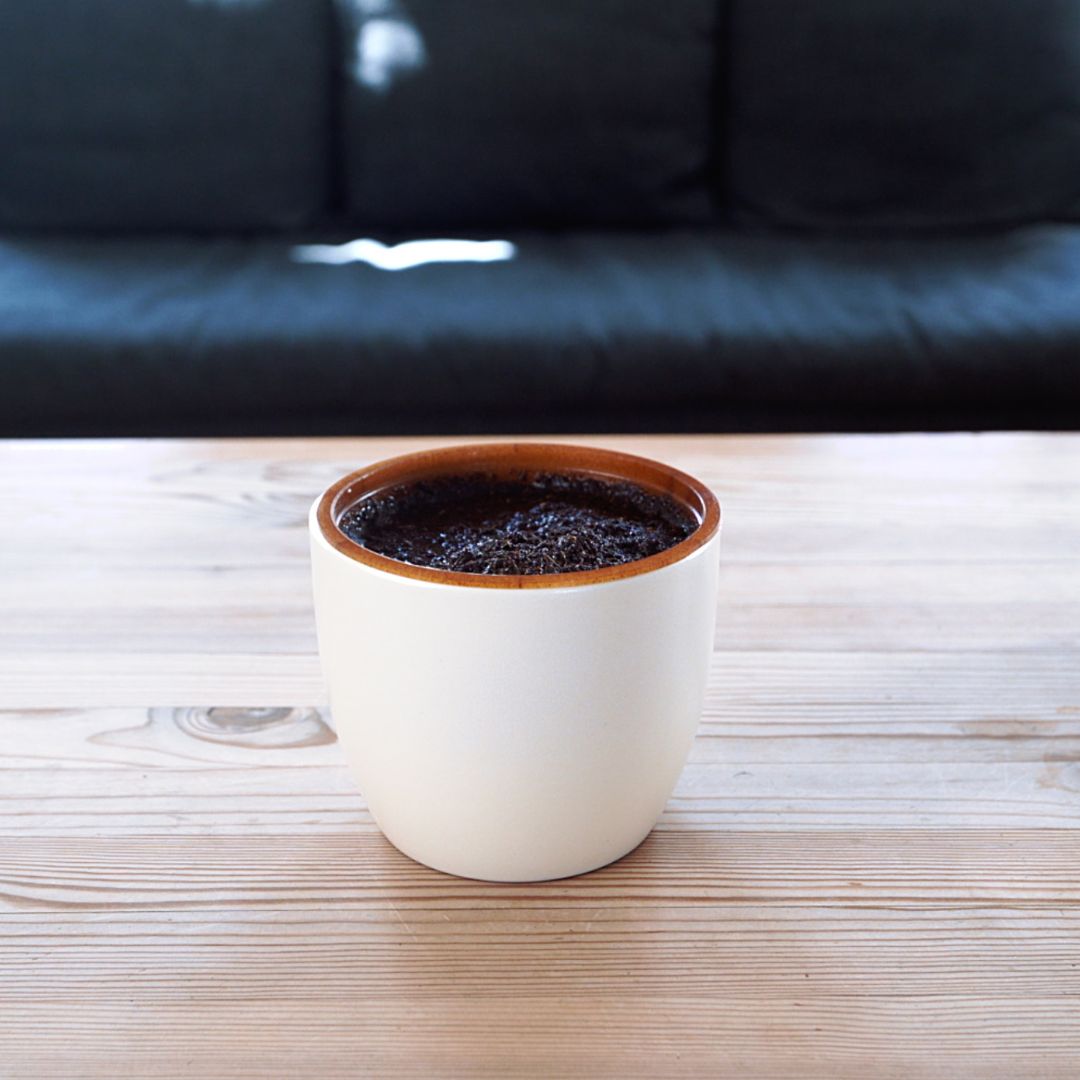 Payuumi Katzengras vorher