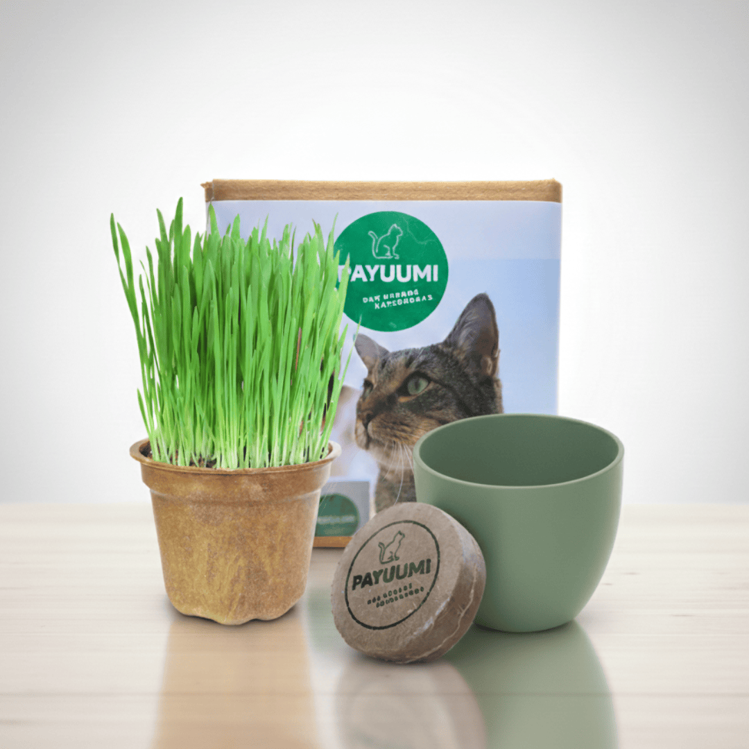 Payuumi Starter-Box mit verschiedenen Produkten, ideal für den Einstieg, in einer ansprechenden Verpackung.