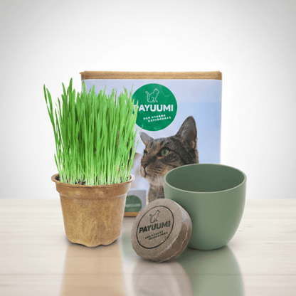 Payuumi Starter-Box mit verschiedenen Produkten, ideal für den Einstieg, in einer ansprechenden Verpackung.