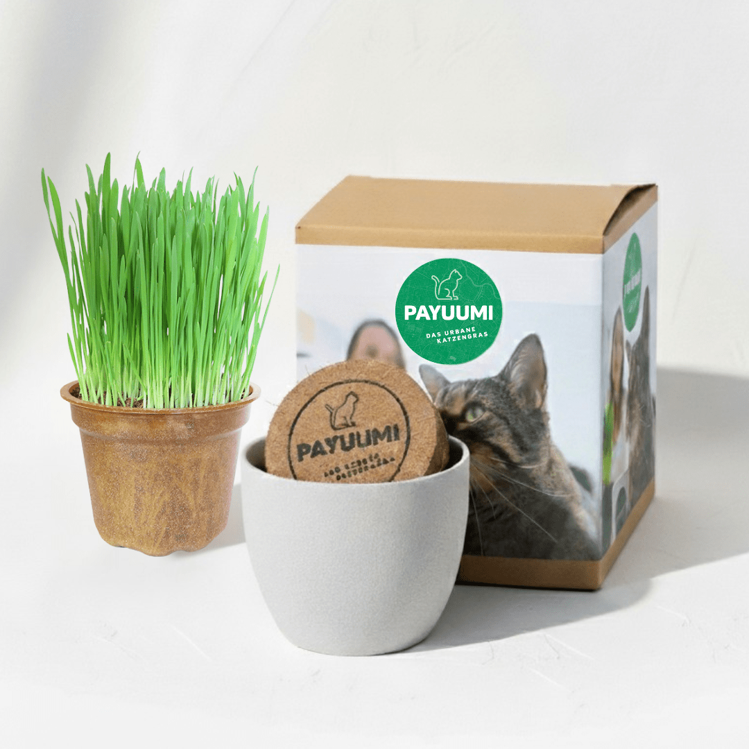 Payuumi Starter-Box mit verschiedenen Produkten in einer ansprechenden Verpackung, ideal für den Einstieg.