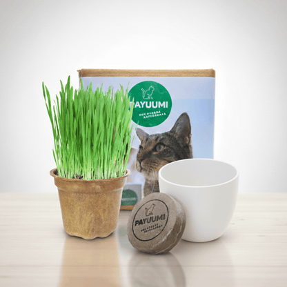 Payuumi Starter-Box mit verschiedenen Produkten, kompakte Verpackung, ideal für Einsteiger, vielfältige Auswahl in einer Box