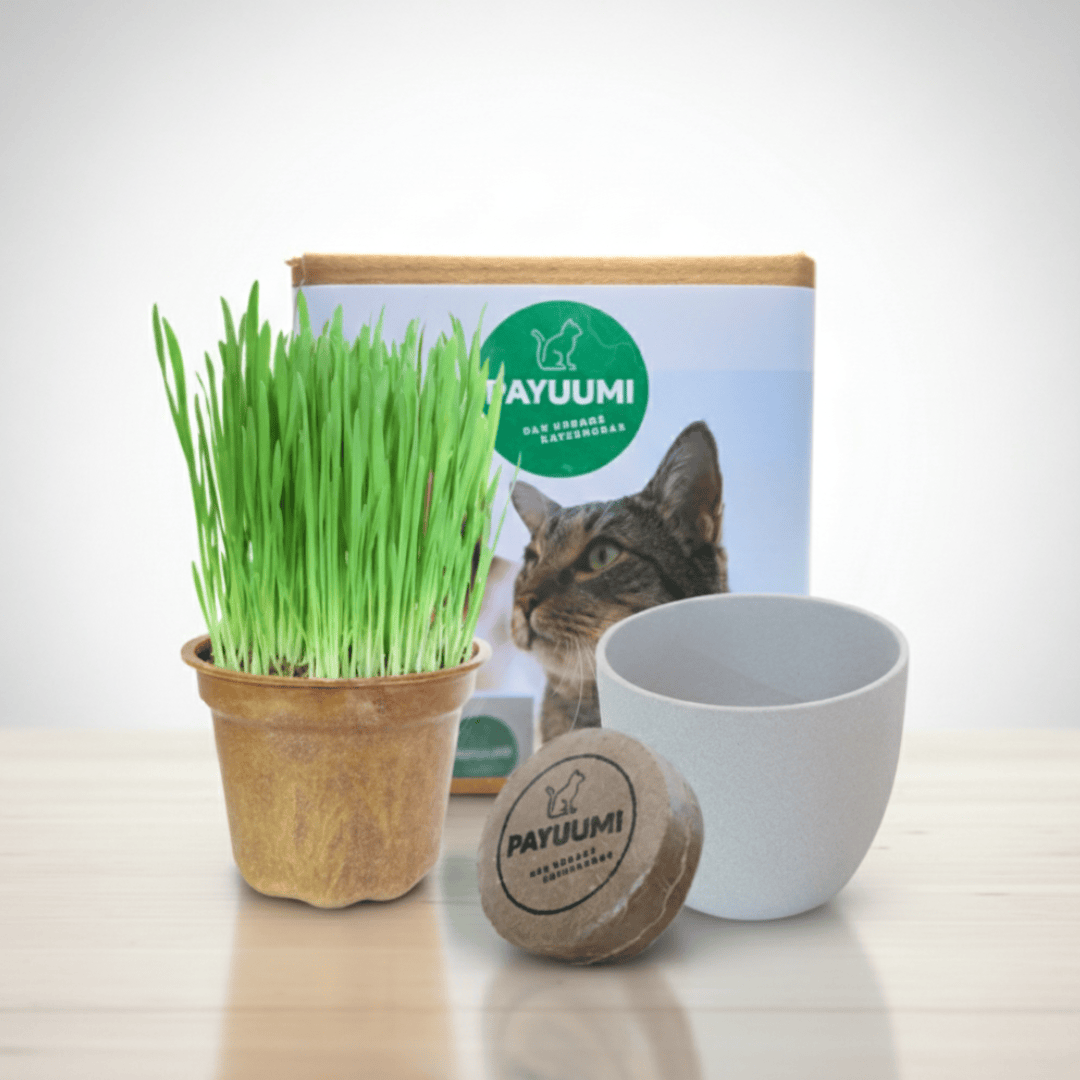 Starter-Box von Payuumi mit verschiedenen Produkten, ideal für den Einstieg, in einer offenen Verpackung.