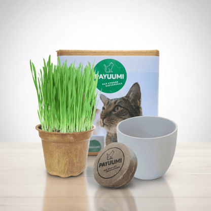 Starter-Box von Payuumi mit verschiedenen Produkten, ideal für den Einstieg, in einer offenen Verpackung.
